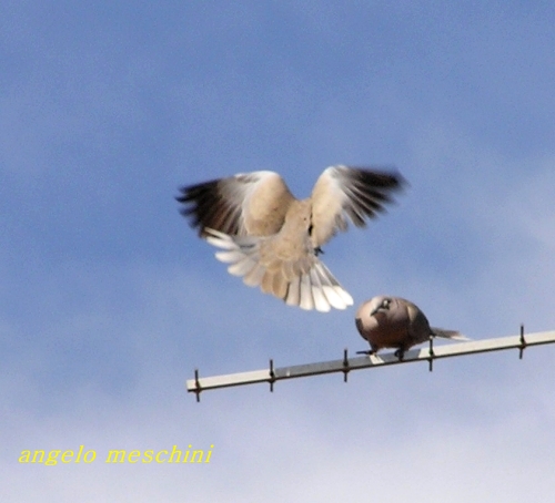 Tortora dal collare orientale - Streptopelia decaocto